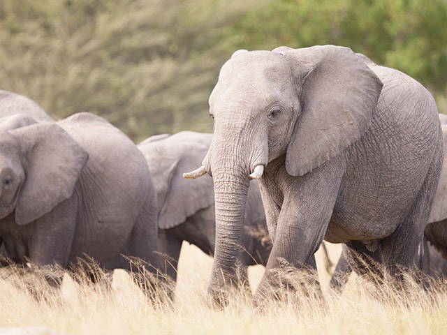 News National Geographic Wild Unveils Special Lineup To