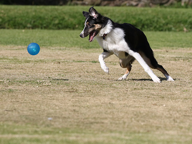 Images from Canon 100-400 f/4.5-5.6L IS II USM lens border collies