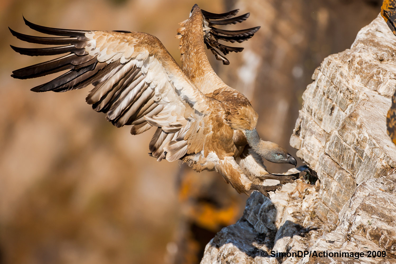 simon du plessis cape vulture
